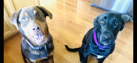 Entry image for Marlin & Mako. Clicking this image will show a larger photo