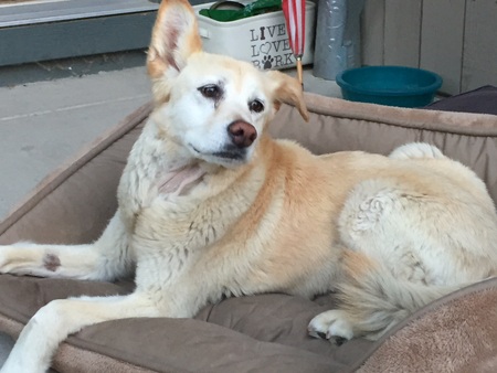 Entry image for Bella . Clicking this image will show a larger photo