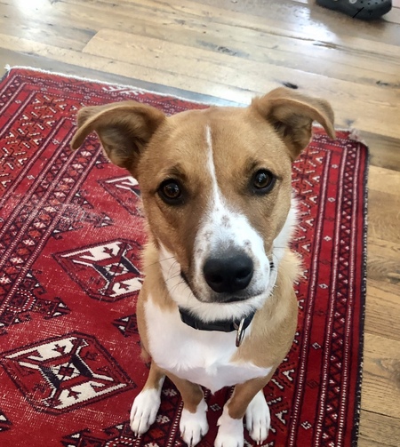 Entry image for Mavis. Clicking this image will show a larger photo