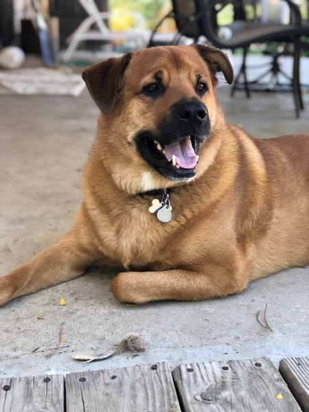 Entry image for Ryder . Clicking this image will show a larger photo