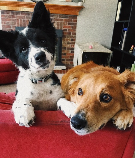 Entry image for Mowgli & Koda. Clicking this image will show a larger photo