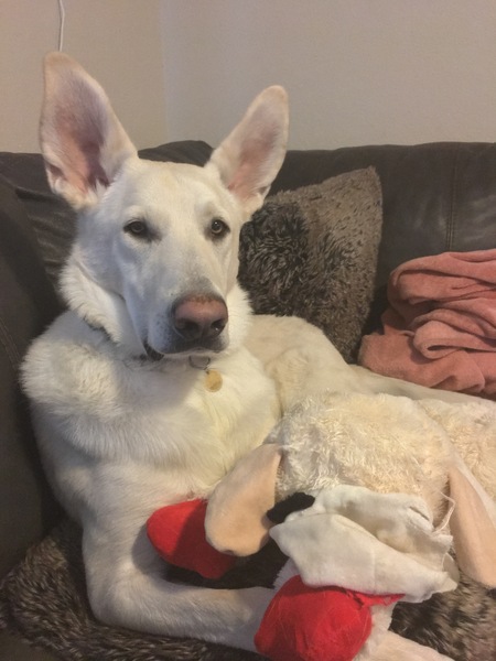 Entry image for Charlie. Clicking this image will show a larger photo