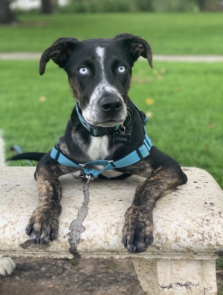 Entry image for Stark. Clicking this image will show a larger photo