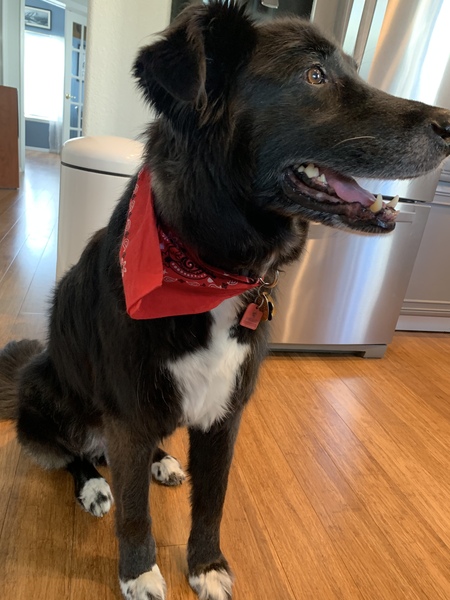 Entry image for Oliver. Clicking this image will show a larger photo