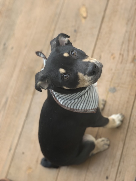 Entry image for Kona. Clicking this image will show a larger photo