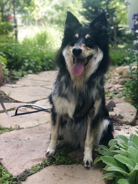 Entry image for Quinn. Clicking this image will show a larger photo