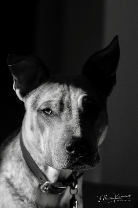 Entry image for Cooper. Clicking this image will show a larger photo