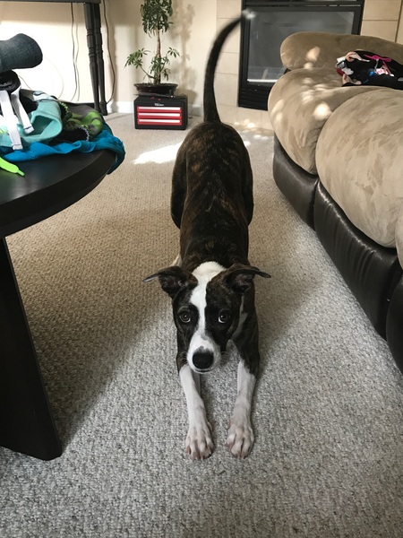 Entry image for Mia. Clicking this image will show a larger photo