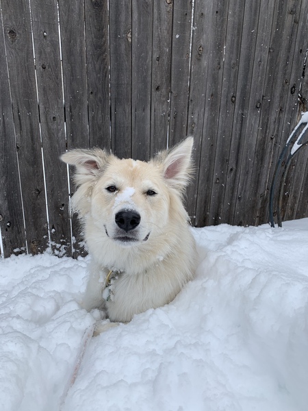 Entry image for Darla. Clicking this image will show a larger photo