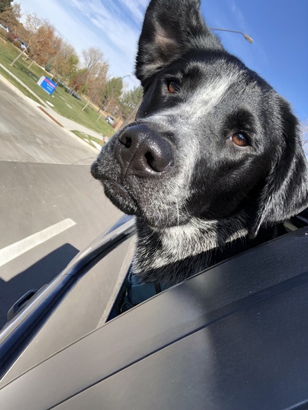 Entry image for Hobbes. Clicking this image will show a larger photo