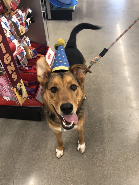 Entry image for Miles. Clicking this image will show a larger photo