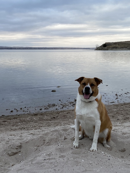 Entry image for Biscuit . Clicking this image will show a larger photo