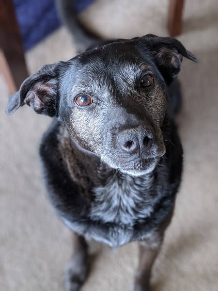 Entry image for Sammy. Clicking this image will show a larger photo