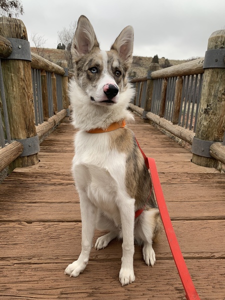 Entry image for Oliver. Clicking this image will show a larger photo