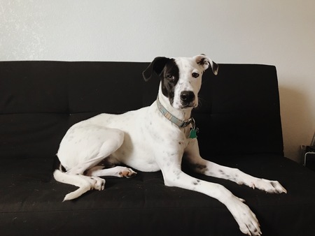 Entry image for Kirby. Clicking this image will show a larger photo