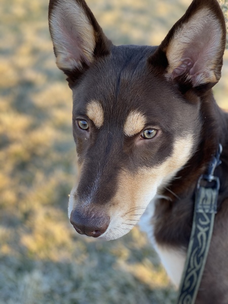 Entry image for Diesel. Clicking this image will show a larger photo