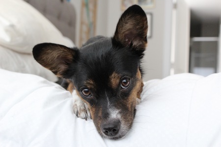 Entry image for Bella. Clicking this image will show a larger photo