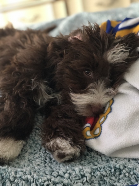 Entry image for Finn. Clicking this image will show a larger photo