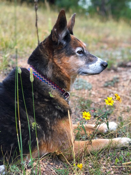 Entry image for Maya. Clicking this image will show a larger photo