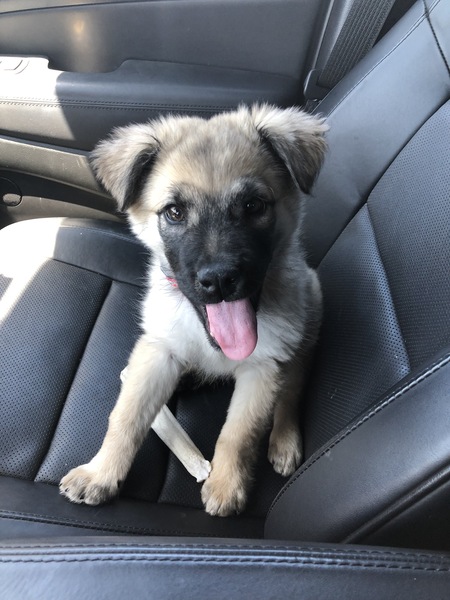 Entry image for Ivy. Clicking this image will show a larger photo