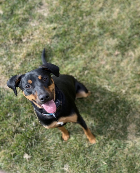 Entry image for Kona. Clicking this image will show a larger photo