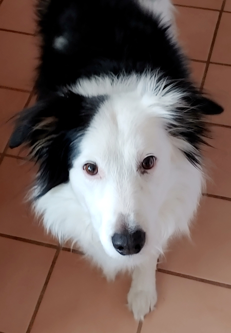 Entry image for Oban. Clicking this image will show a larger photo