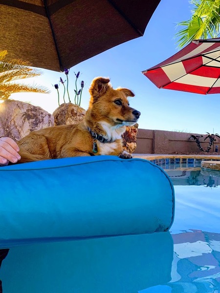 Entry image for Pancake. Clicking this image will show a larger photo