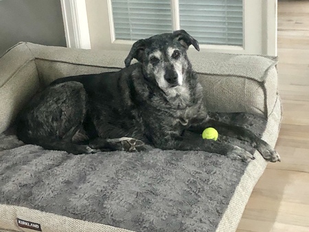 Entry image for Luna. Clicking this image will show a larger photo