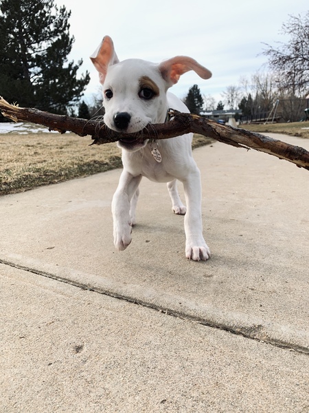 Entry image for Uno. Clicking this image will show a larger photo