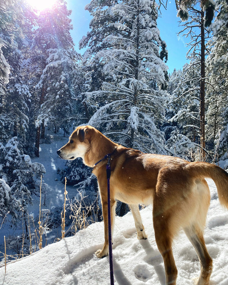 Entry image for Bijoux. Clicking this image will show a larger photo