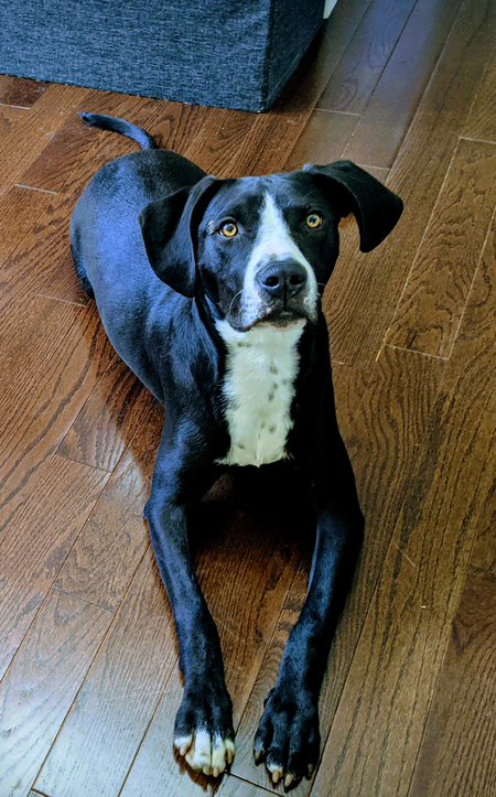 Entry image for Dill. Clicking this image will show a larger photo