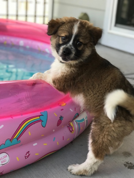 Entry image for Rosie. Clicking this image will show a larger photo