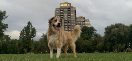 Entry image for Scout. Clicking this image will show a larger photo