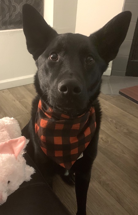 Entry image for Milo. Clicking this image will show a larger photo