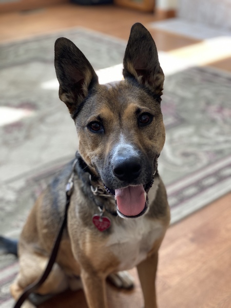 Entry image for Ernie. Clicking this image will show a larger photo