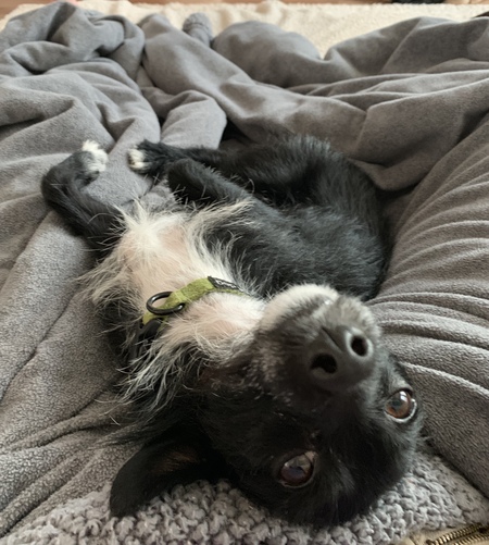 Entry image for Beau. Clicking this image will show a larger photo