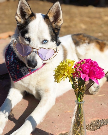 Entry image for Xena . Clicking this image will show a larger photo