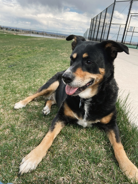 Entry image for Lily. Clicking this image will show a larger photo