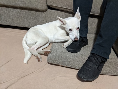 Entry image for Mister Darcy. Clicking this image will show a larger photo