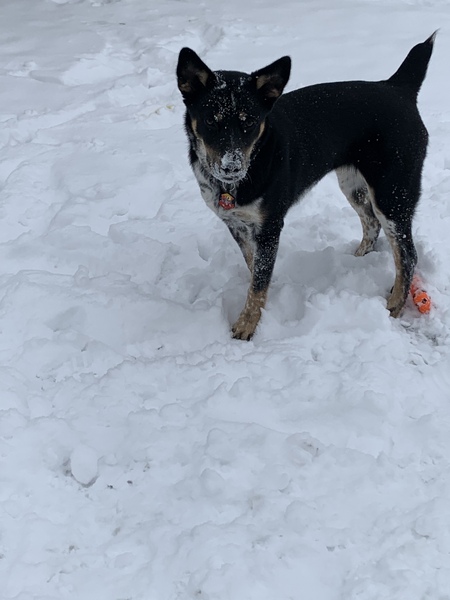 Entry image for Lucy. Clicking this image will show a larger photo