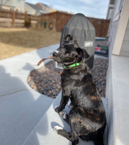 Entry image for Bagel. Clicking this image will show a larger photo