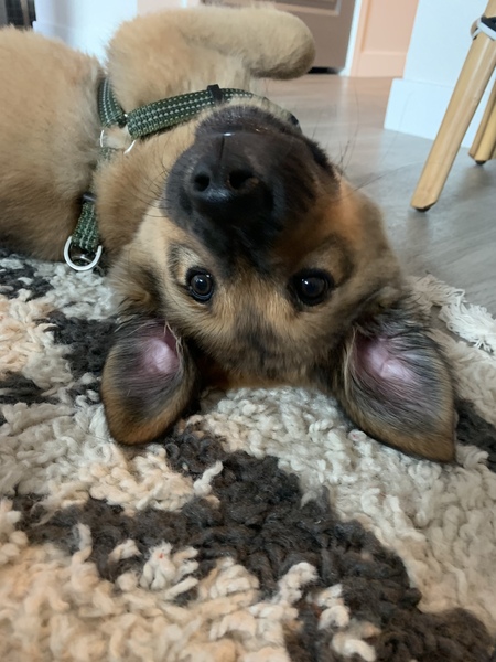 Entry image for Owen. Clicking this image will show a larger photo