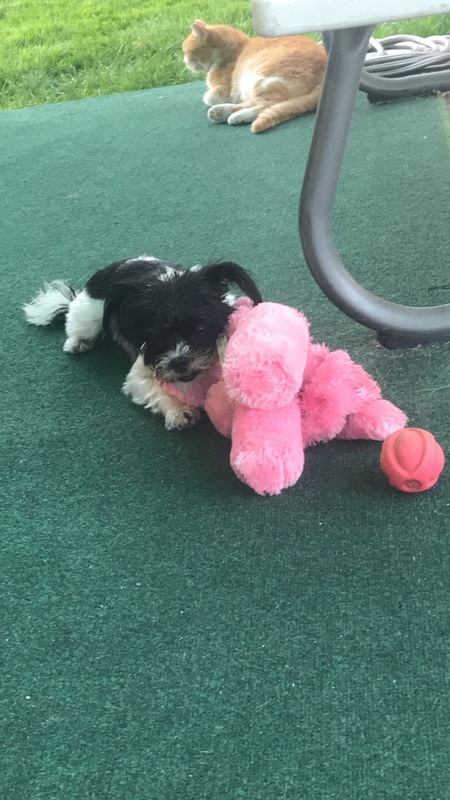 Entry image for Rosie . Clicking this image will show a larger photo