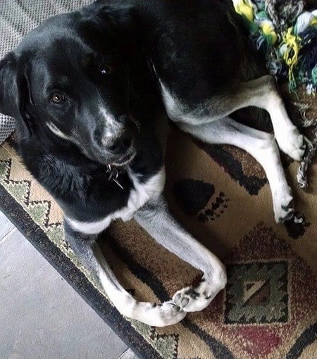 Entry image for Bear. Clicking this image will show a larger photo