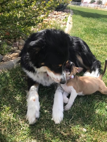 Entry image for Sadie and Dolly. Clicking this image will show a larger photo