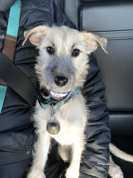 Entry image for Benson. Clicking this image will show a larger photo