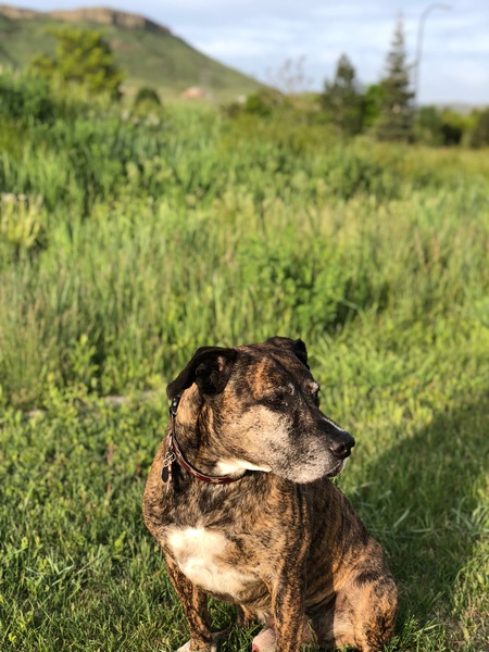 Entry image for Punzer. Clicking this image will show a larger photo