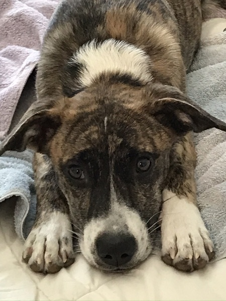 Entry image for Molly. Clicking this image will show a larger photo