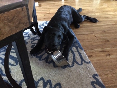 Entry image for Lucy. Clicking this image will show a larger photo