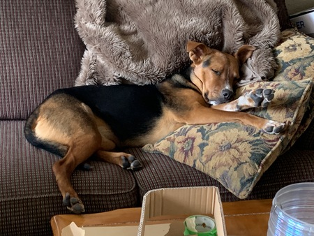 Entry image for Bindi. Clicking this image will show a larger photo